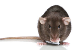 Bluegroep Pestcontrol bruine rat