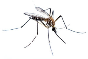 muggen bluepestcontrol